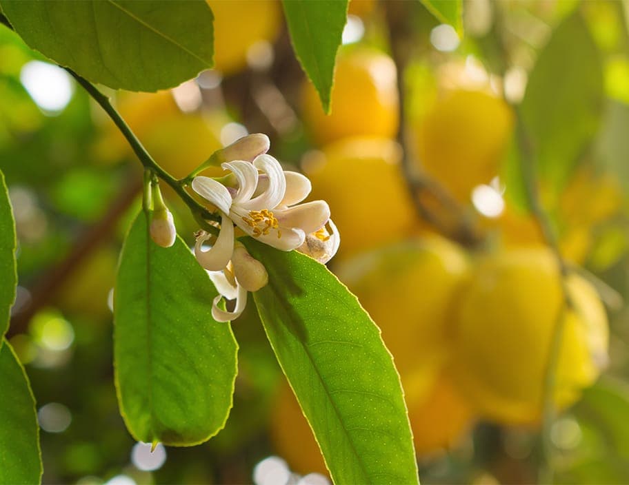 Nerolidol(trans)Schlaffördernd/entspannend, körperberuhigend, unterstützt die Nervenfunktion.