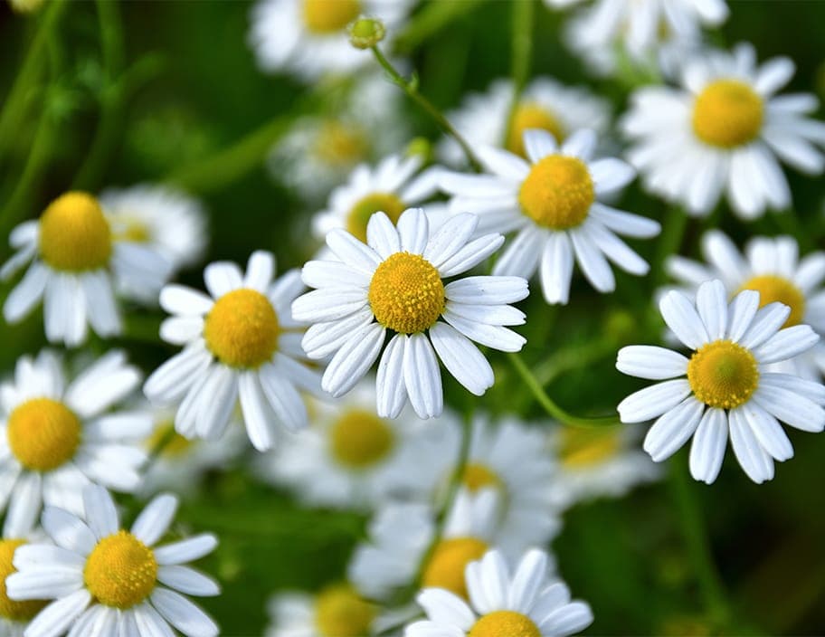 Bisabolol(alpha)Beruhigend, angstlösend, entspannend und schlaffördernd.