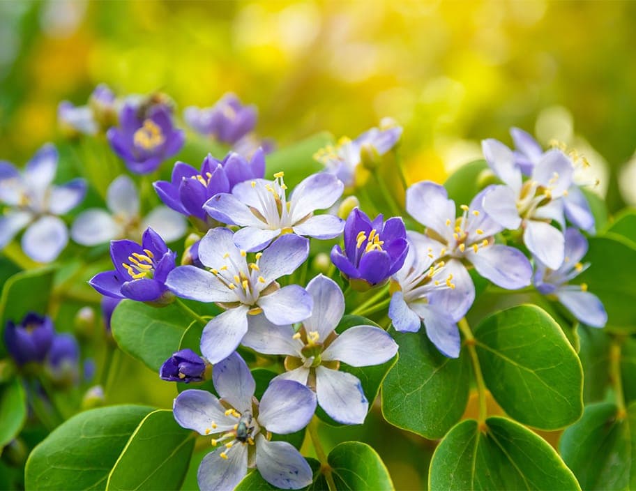 GuaiolGelenk- & Muskelberuhigung + heilende antioxidative Wirkung.