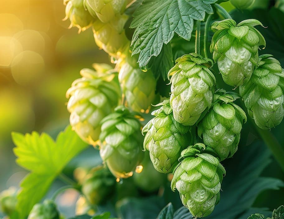 Humulene(alpha)Kreativitätsfördernd, leicht entspannend, lindert Unwohlsein.