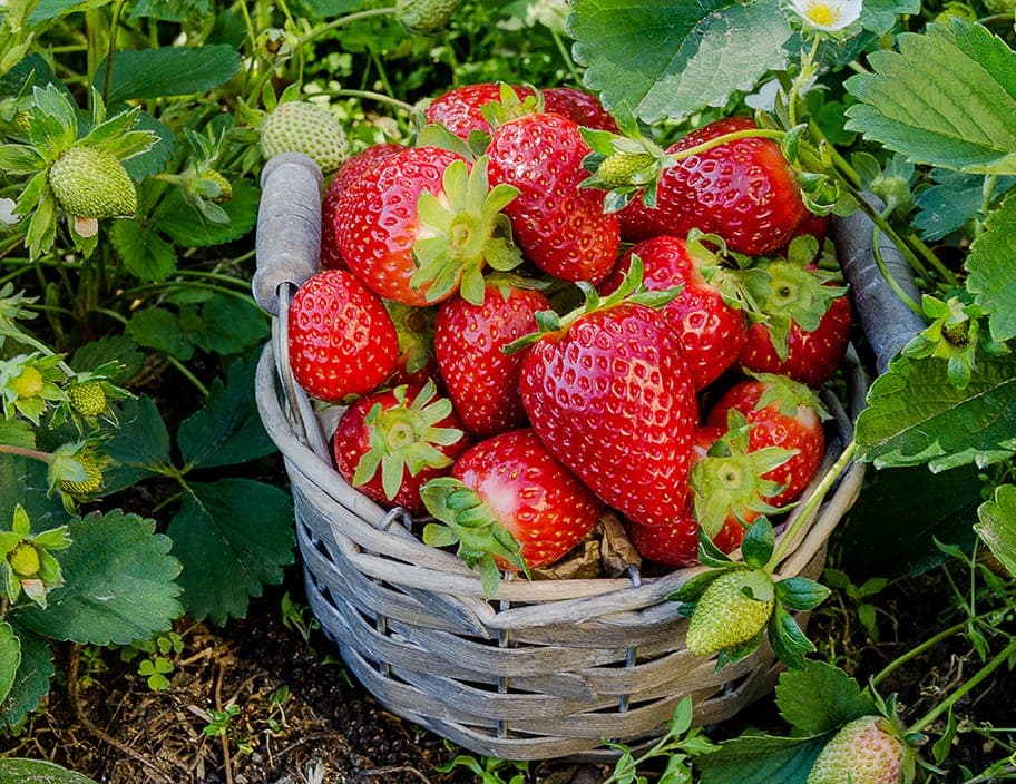 Organische ErdbeerenEchte getrocknete Bio-Erdbeeren sorgen für natürliche Süße und verleihen klassischen Leckereien eine frische Raffinesse.