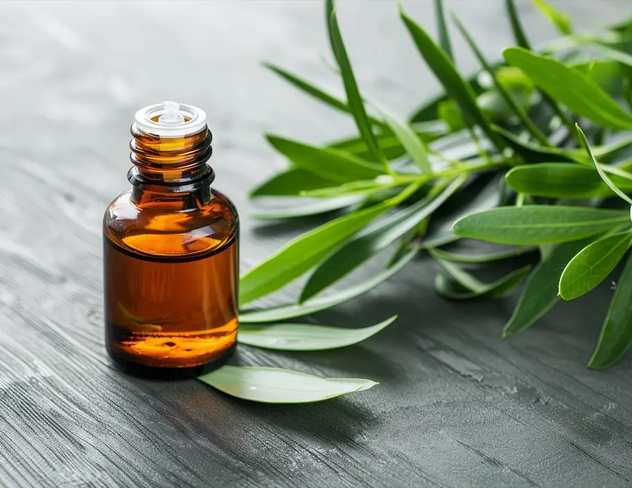 TerpinolenSüßes, blumiges Aroma mit Noten von Kiefer und Zitrus, begleitet von einem frischen, krautigen Geschmack. Verbunden mit beruhigenden und entspannenden Effekten.